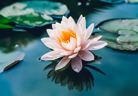 La Révolte de la Fleur de Lotus: Une Explosion de Frustration Sociale et une Étincelle pour le Chrétienisme